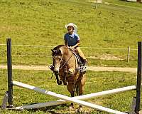 heading-quarter-pony