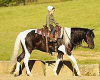 piebald-school-pony