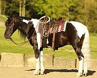 piebald-husband-safe-pony