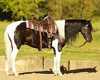 piebald-playday-pony