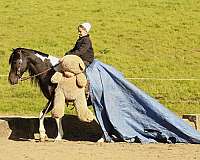 piebald-trick-pony