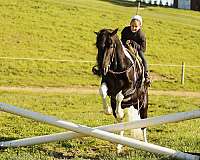 piebald-trained-pony