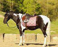 piebald-western-riding-pony