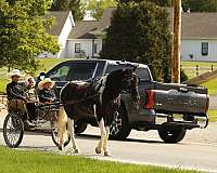 all-around-pony