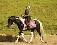 piebald-youth-pony
