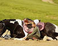 piebald-pony-for-sale
