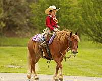 white-star-pony