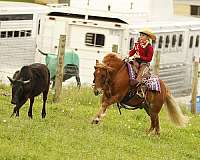 all-around-pony
