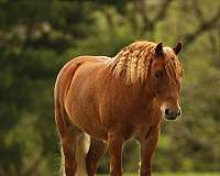 companion-pony