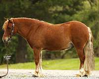 beginner-pony