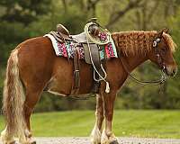 driving-pony