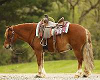 flashy-pony
