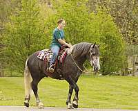 all-around-draft-horse