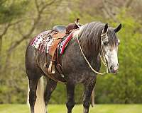 grey-dappled-horse