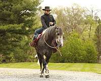 athletic-draft-horse