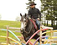companion-draft-horse