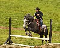 cross-draft-horse