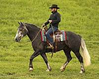 dappled-draft-horse