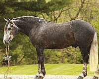 draft-horse