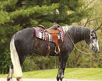 driving-draft-horse