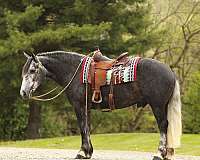 dressage-draft-horse