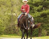 athletic-quarter-horse