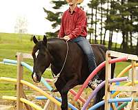 black-white-star-horse