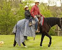 all-around-quarter-horse