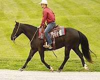 beginner-quarter-horse