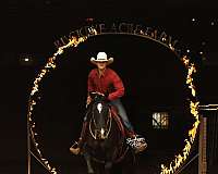 companion-quarter-horse