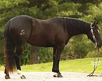 finished-quarter-horse