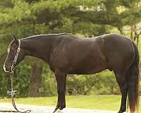 flashy-quarter-horse