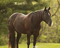 harness-quarter-horse