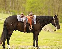 husband-safe-quarter-horse