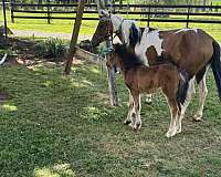 paint-pony-filly-mare