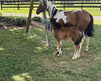 crossbred-pony-mare