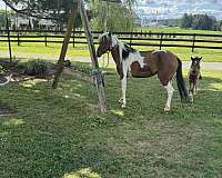 crossbred-pony-for-sale