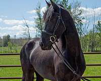 bps-horse