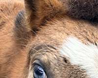 miniature-filly