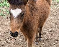 miniature-horse