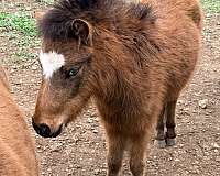 miniature-horse-for-sale