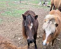 miniature-mare
