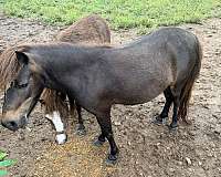 miniature-horse-for-sale
