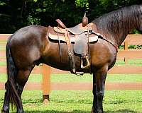 trail-ridi-andalusian-horse
