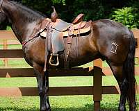 all-around-andalusian-horse