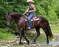 athletic-andalusian-horse