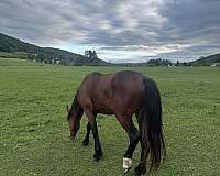 thoroughbred-horse-for-sale