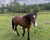 halter-stallion-thoroughbred-horse