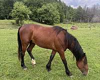 thoroughbred-stallion