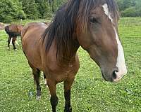 project-stallion-thoroughbred-horse